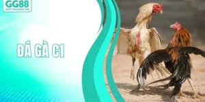 Đá Gà C1 - Sàn Đấu Rực Lửa Cho Các Dân Chơi Thứ Thiệt